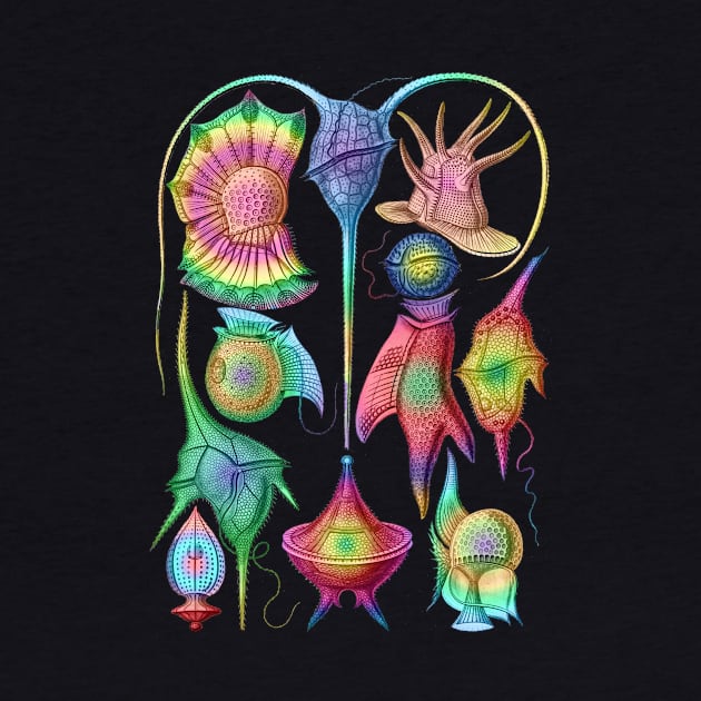 Ernst Haeckel  Rainbow  Peridinea Algae by Scientistudio